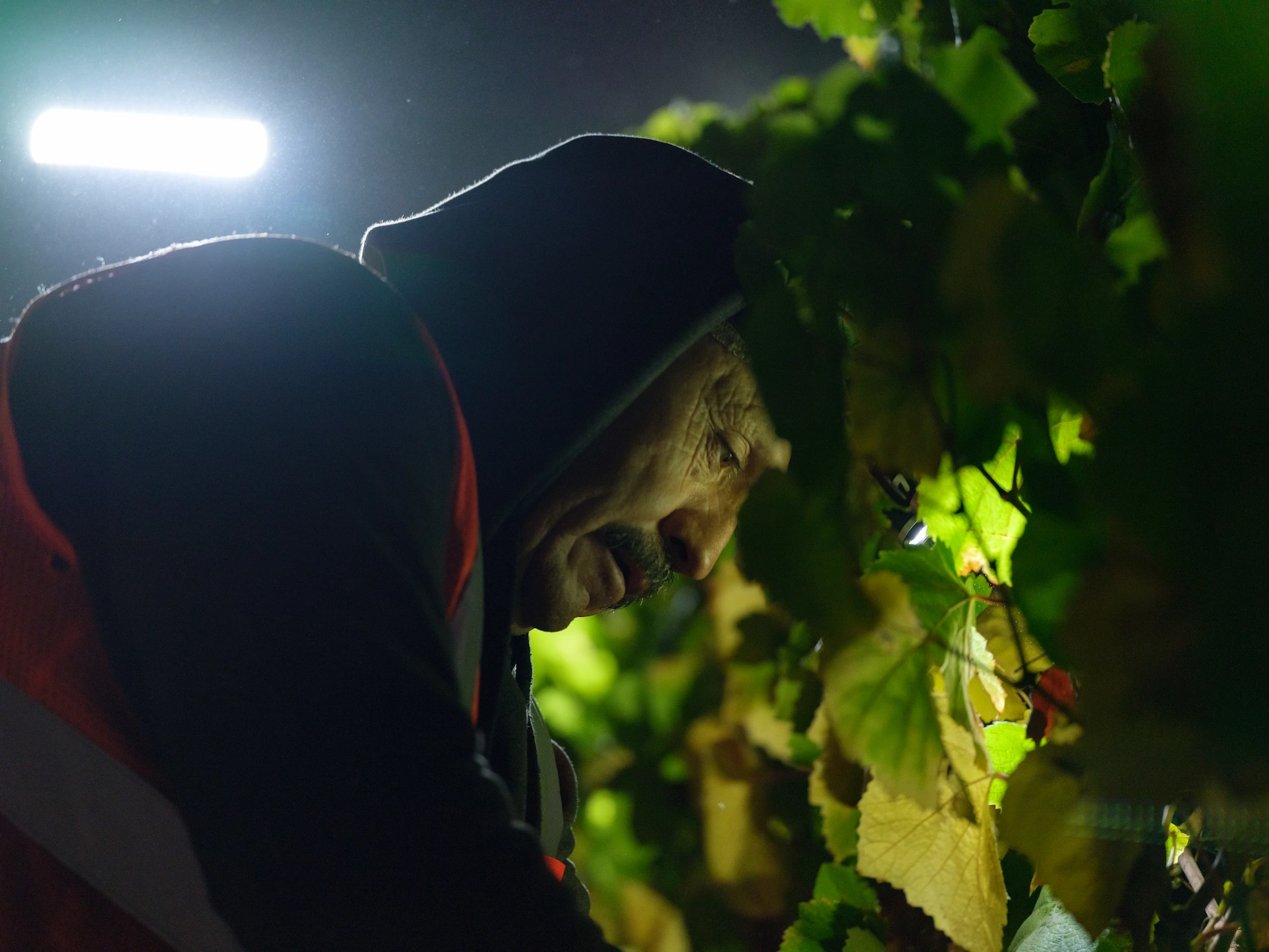 Macro portrait of a harvest worker's face in shadow, illuminated by a headlamp while inspecting pinot noir vines at night, captured on GFX medium format.